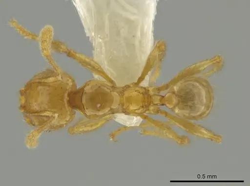 Pheidole imbrilis - CASENT0637138