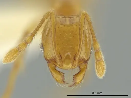 Pheidole imbrilis - CASENT0637138
