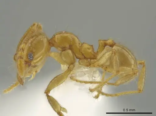 Pheidole imbrilis - CASENT0637138