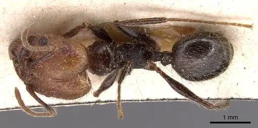 Pheidole impressa specimen