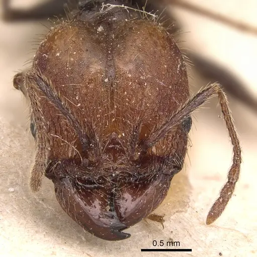 Pheidole impressa specimen