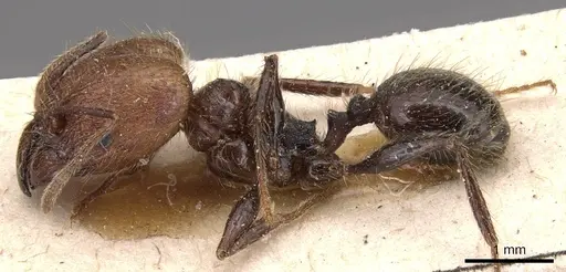 Pheidole impressa specimen