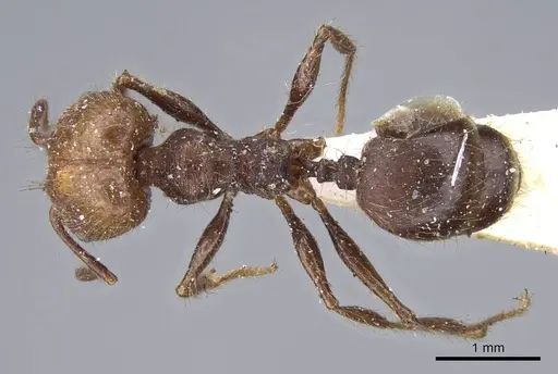 Pheidole impressa - CASENT0919780