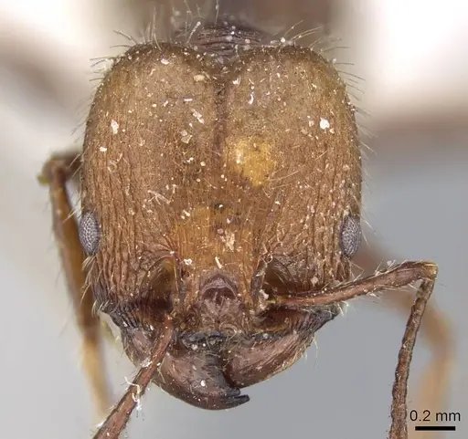 Pheidole impressa - CASENT0919780