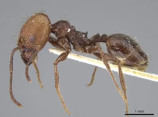 Pheidole impressa - CASENT0919780
