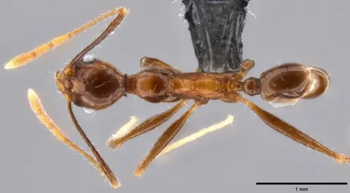 Pheidole impressiceps specimen