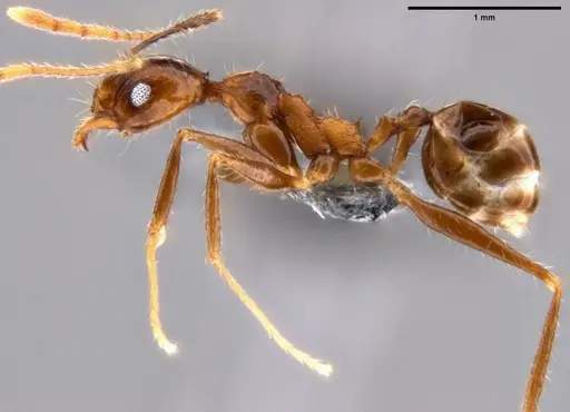 Pheidole impressiceps specimen