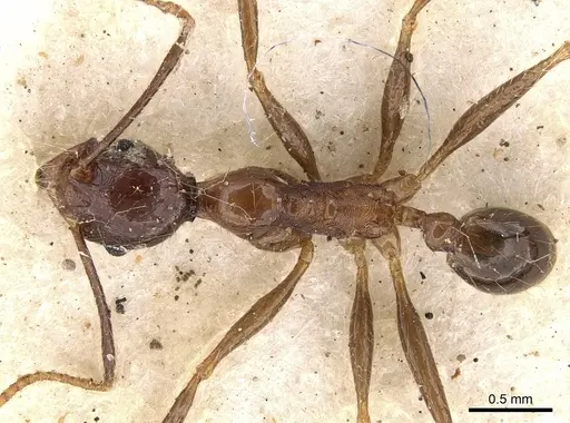 Pheidole impressiceps - CASENT0281730
