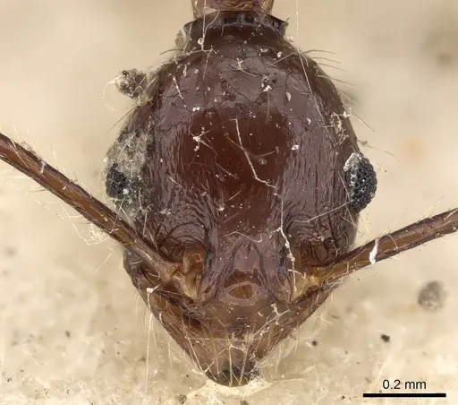 Pheidole impressiceps - CASENT0281730
