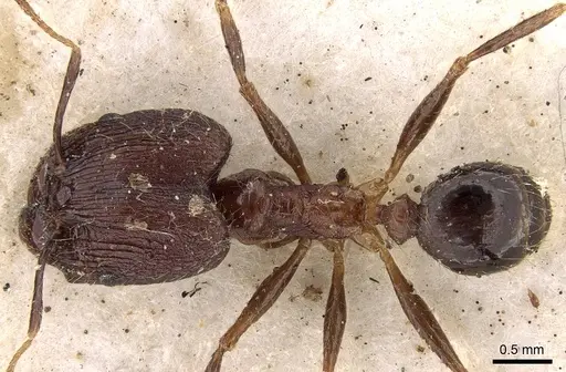 Pheidole impressiceps - CASENT0281731