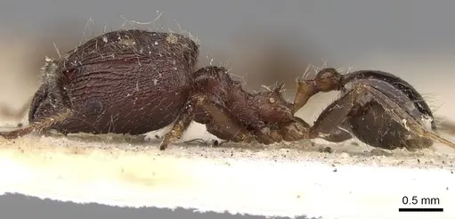 Pheidole impressiceps - CASENT0281731