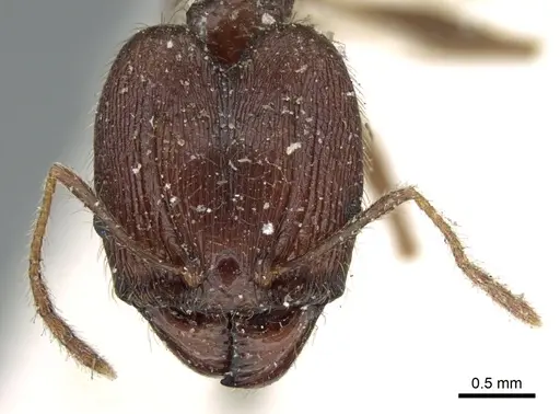 Pheidole impressiceps - CASENT0906616