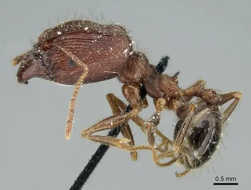 Pheidole impressiceps - CASENT0906616