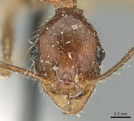 Pheidole impressiceps - CASENT0906617