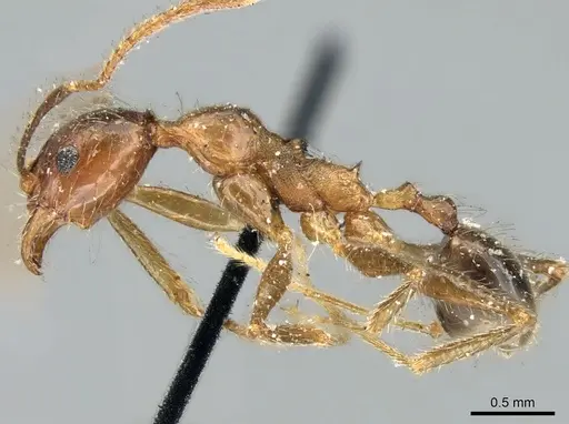 Pheidole impressiceps - CASENT0906617