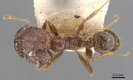 Pheidole impressiceps - CASENT0907893