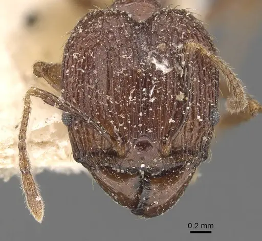 Pheidole impressiceps - CASENT0907893