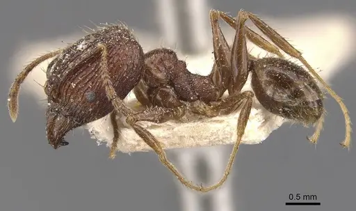 Pheidole impressiceps - CASENT0907893