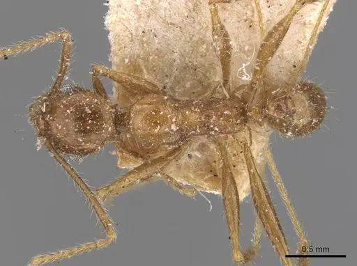 Pheidole impressiceps - CASENT0907894
