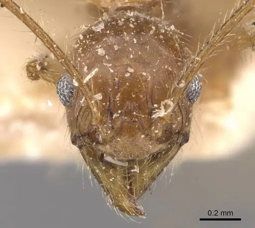 Pheidole impressiceps - CASENT0907894
