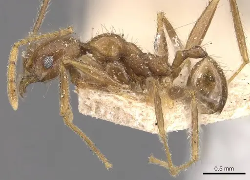 Pheidole impressiceps - CASENT0907894