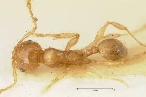 Pheidole impressiceps - FOCOL1387