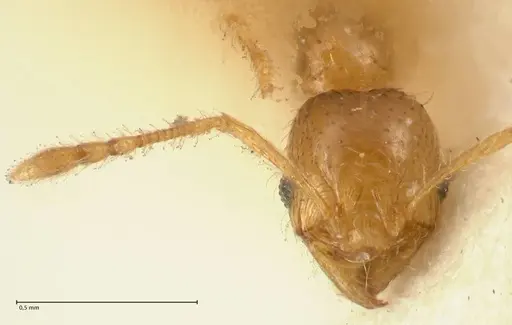 Pheidole impressiceps - FOCOL1387