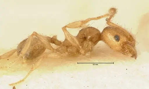 Pheidole impressiceps - FOCOL1387