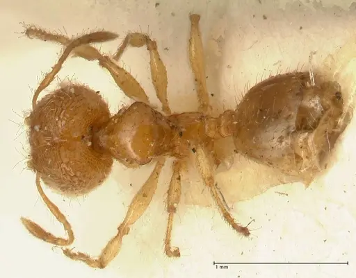 Pheidole impressiceps - FOCOL1388