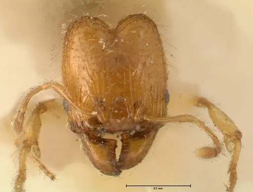 Pheidole impressiceps - FOCOL1388