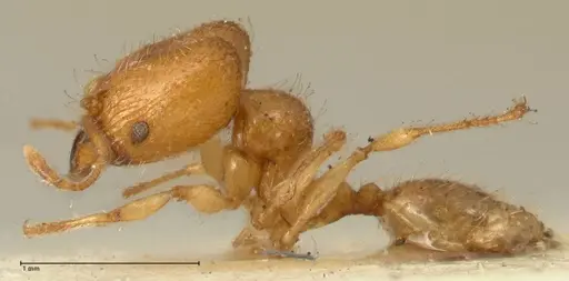 Pheidole impressiceps - FOCOL1388