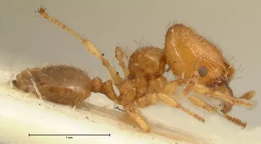 Pheidole impressiceps - FOCOL1388