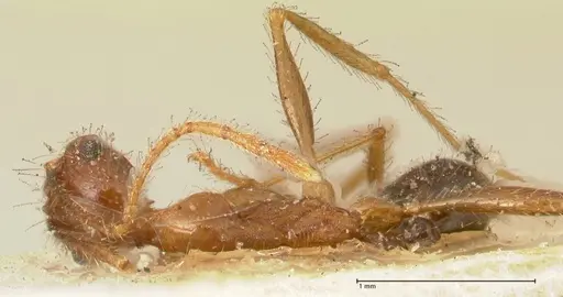 Pheidole impressiceps - FOCOL1389