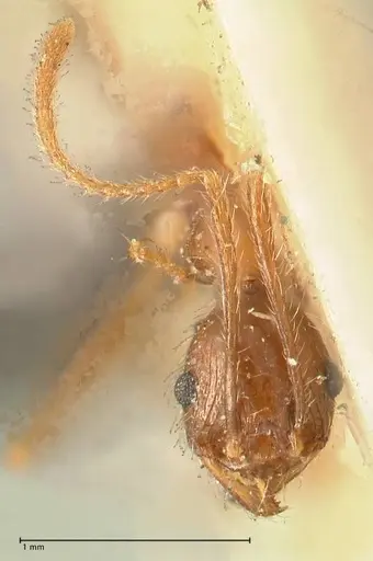Pheidole impressiceps - FOCOL1389