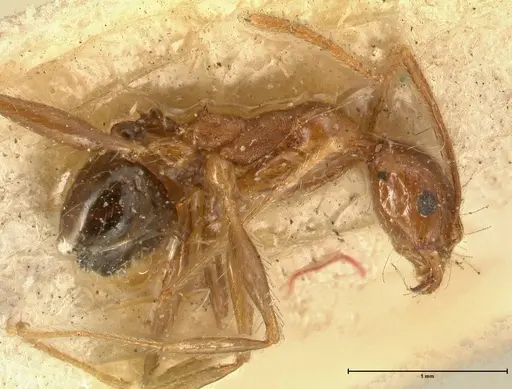 Pheidole impressiceps - FOCOL1389