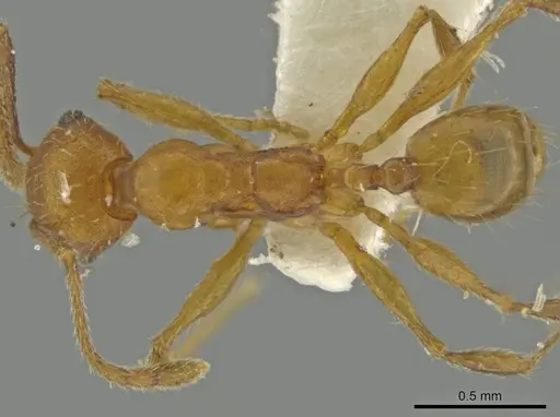 Pheidole inca specimen