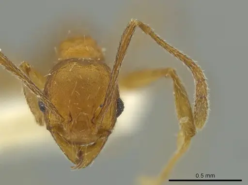 Pheidole inca specimen