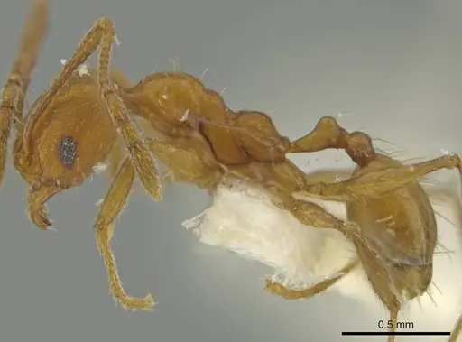 Pheidole inca specimen