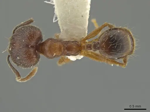 Pheidole inca - JTLC000016410