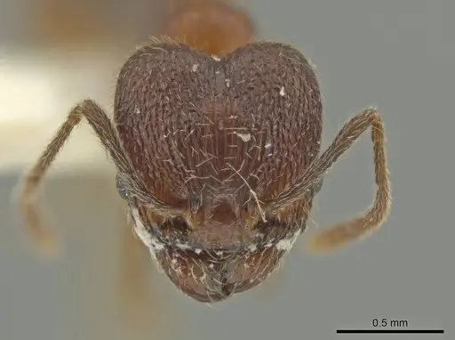Pheidole inca - JTLC000016410