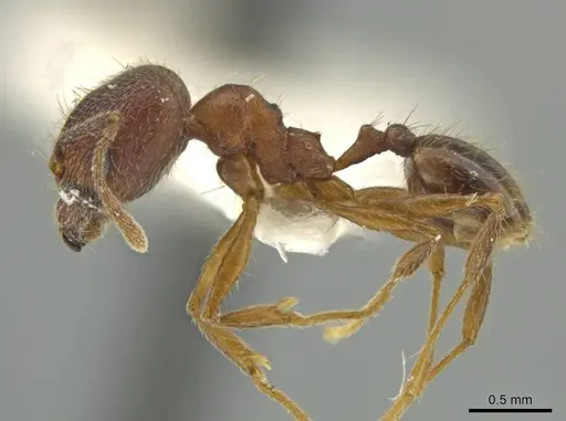Pheidole inca - JTLC000016410