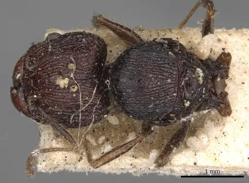 Pheidole incerta specimen