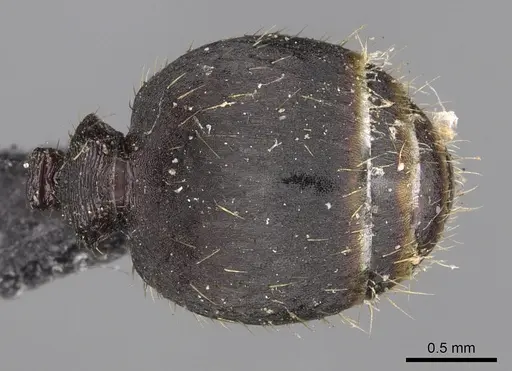 Pheidole incerta specimen