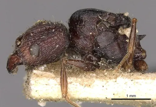 Pheidole incerta - CASENT0901408