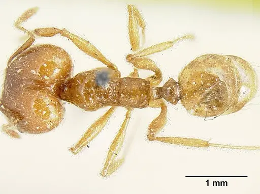 Pheidole incisa specimen