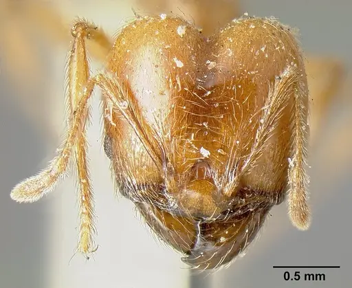 Pheidole incisa specimen