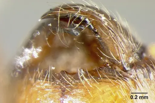 Pheidole incisa specimen