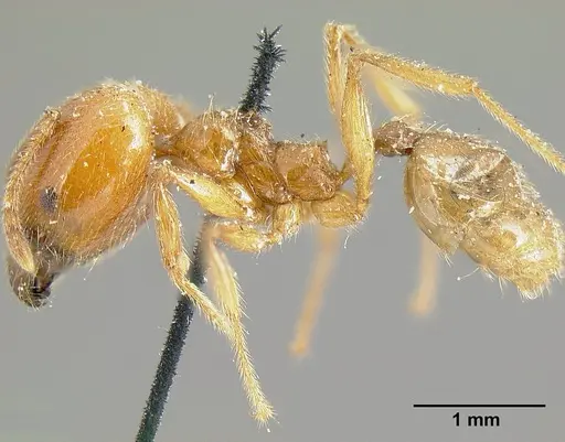Pheidole incisa - CASENT0601276