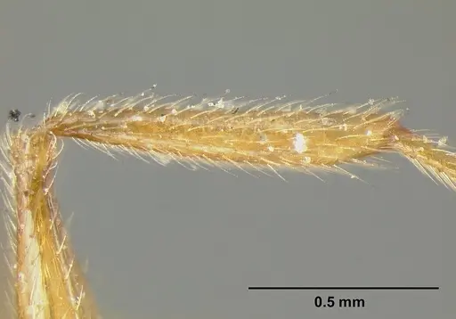 Pheidole incisa - CASENT0601276