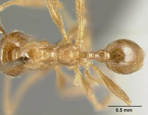 Pheidole incisa - CASENT0601277